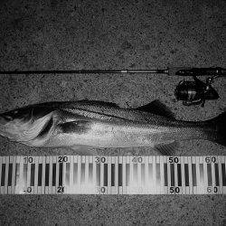 湾内散策釣行にて